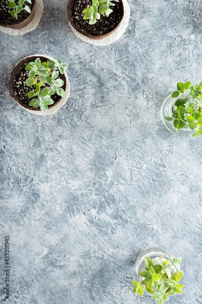 Fototapeta Organic oregano and peppermint plants in peat pots and twigs cuttings in glass jars for propagation, on a textured concrete replica surface, vertical image with copy space, homegrown concept