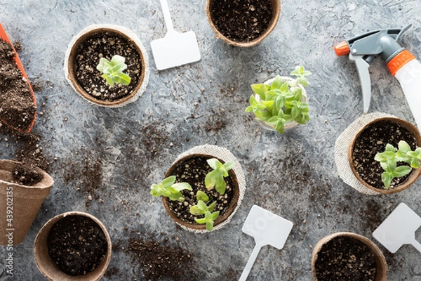 Fototapeta Homegrown organic peppermint plants transplanted into biodegradable peat pots and other gardening tools such as a shovel, an atomizer and plant labels for cuttings propagation