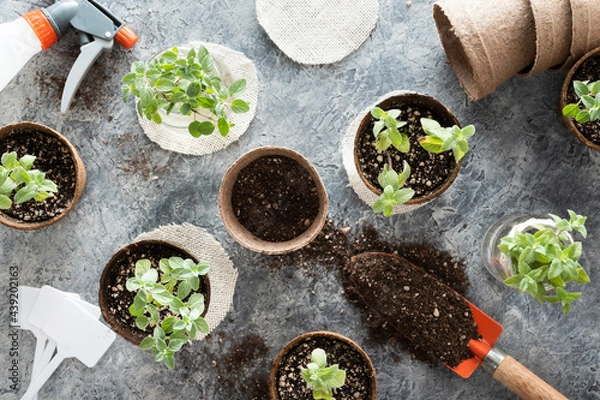 Fototapeta Homegrown aromatic plants such as peppermint and oregano recently transplanted into biodegradable peat pots, and a shovel with potting soil to fill an empty pot and other gardening tools