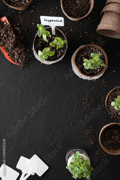 Fototapeta Homegrown peppermint plants in biodegradable peat pots and cuttings in a glass jar for propagation, with a shovel, potting soil and plant labels as gardening tools, on a black surface with copy space