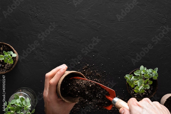 Fototapeta Filling a biodegradable peat pot with potting soil for aromatic plants propagation and transplant such as oregano for homegrown, on a textured black surface with copy space