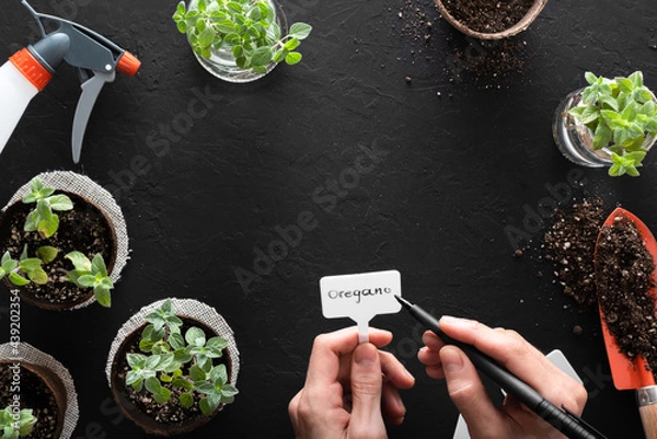 Fototapeta Hands writing on a plant label, oregano and peppermint plants in biodegradable peat pots, with cuttings for propagation in glass jars and other gardening tools