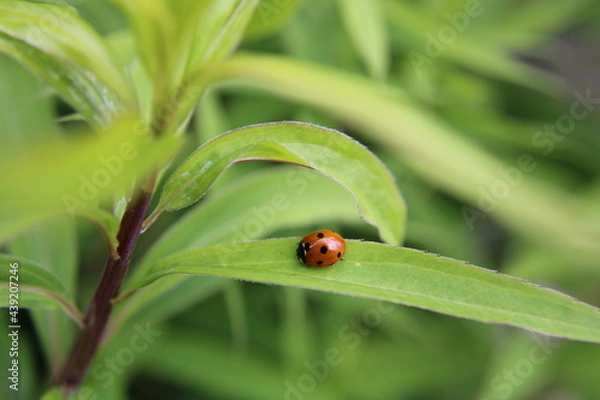 Fototapeta tiny ladybug