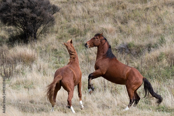 Obraz Kaimanawa Wild Horses Stallions fighting
