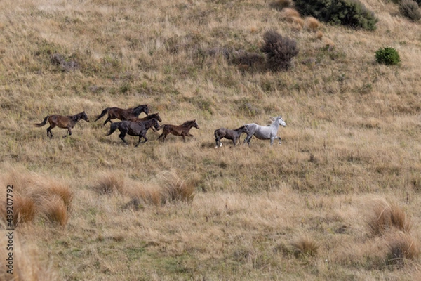 Obraz Kaimanawa Wild Horses running free in the tussock grass