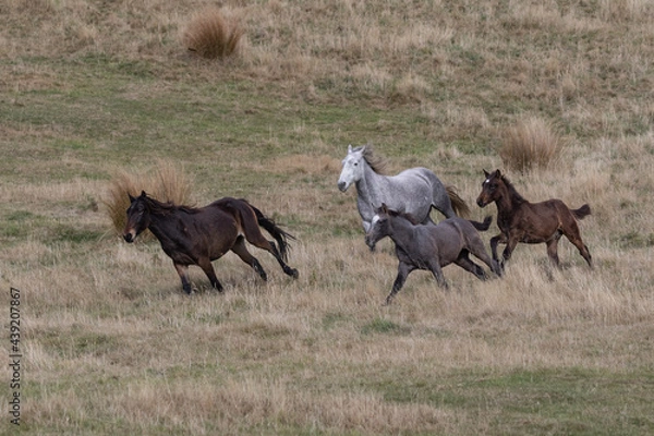 Fototapeta Kaimanawa Wild Horses running free in the tussock grass