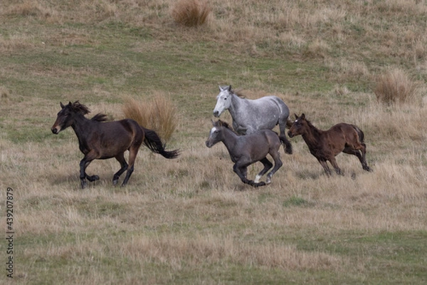 Obraz Kaimanawa Wild Horses running free in the tussock grass