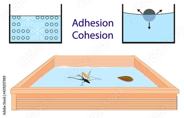 Fototapeta adhesion, cohesion for physics lesson