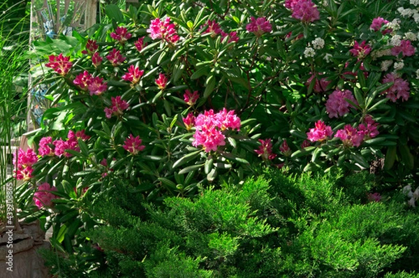 Obraz Beautiful bright pink rhododendron flowers (Rhododéndron) in a flower garden on a bright sunny day