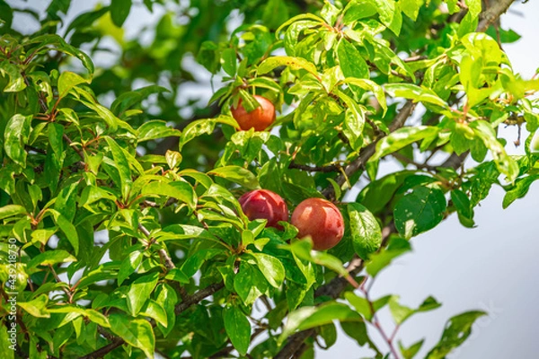 Fototapeta 大きなスモモの木