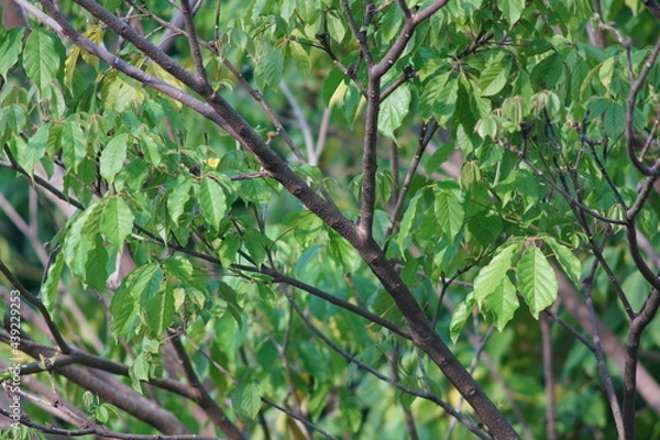 Obraz green leaves background