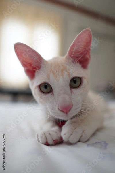 Obraz straight face cat