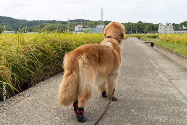 Fototapeta 靴を履いたゴールデンレトリーバーの後ろ姿