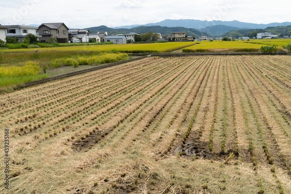 Obraz 稲刈りが終わった田んぼ