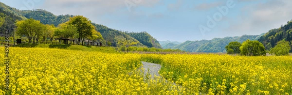 Fototapeta 고창 학원농원의 청보리밭과 노란 유채꽃
