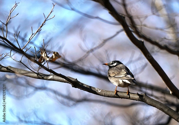 Obraz 公園の冬枯れの枝に止まったムクドリ