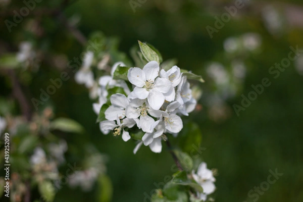 Obraz Apple tree flower. Apple branch.