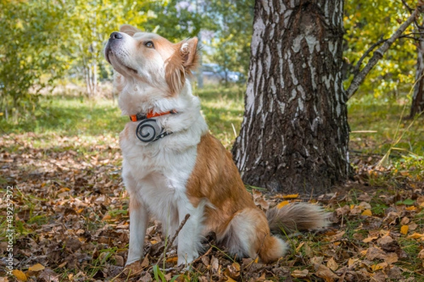 Fototapeta A dog with a collar against fleas and ticks