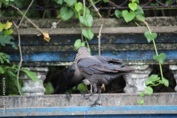 Fototapeta great crested grebe