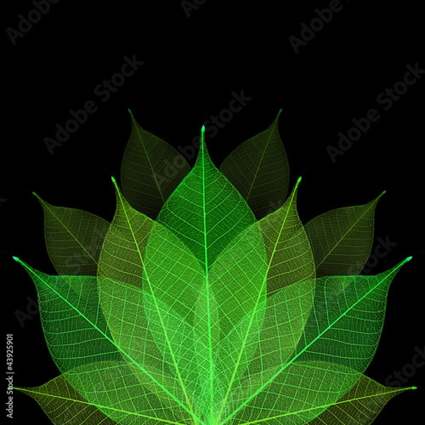 Obraz Skeleton leaf abstract background