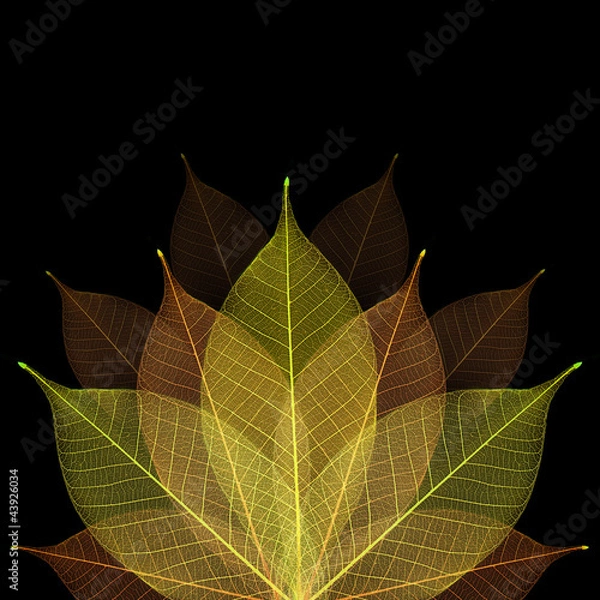 Obraz Skeleton leaf abstract background