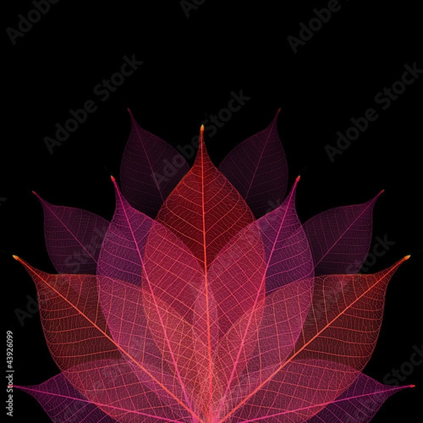 Obraz Skeleton leaf abstract background