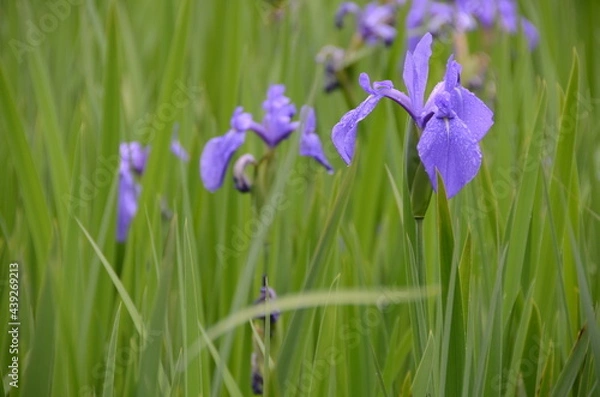 Fototapeta 雨の日の大田神社の杜若