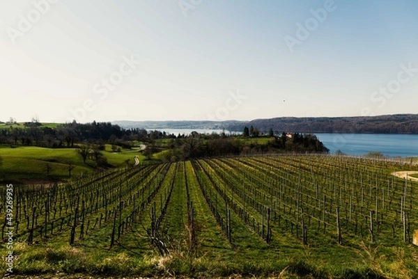 Obraz Weinberge am Bodensee