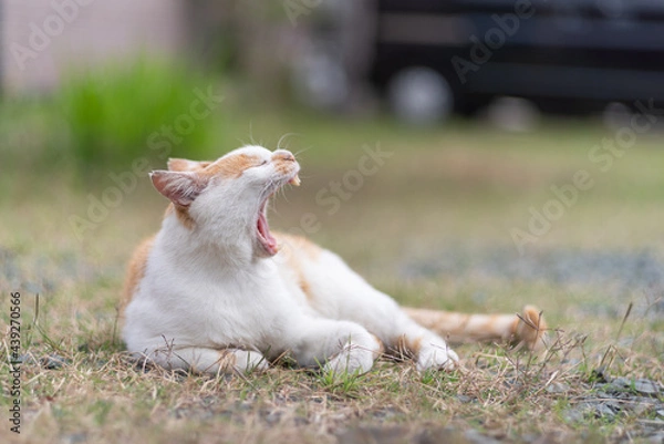 Fototapeta のんびり過ごす猫　茶白猫