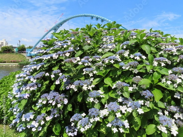 Fototapeta 橋と紫陽花と青空