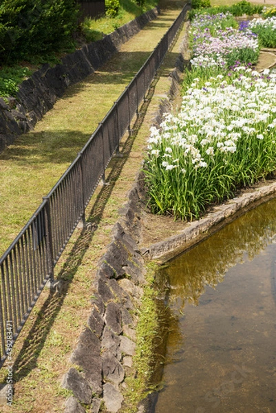Obraz 大浜公園の花菖蒲園