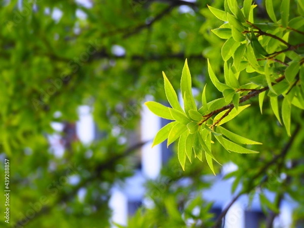 Obraz 新緑の葉
