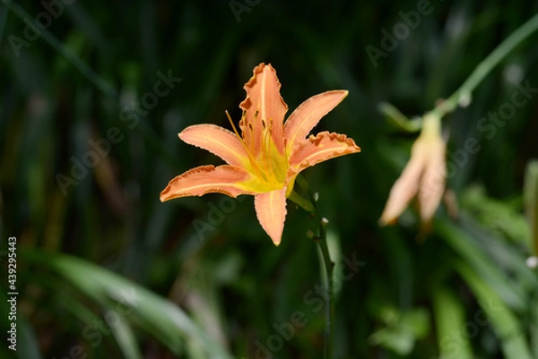 Fototapeta ノカンゾウ