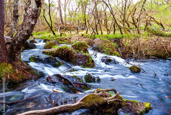 Obraz Stream cascades in forest