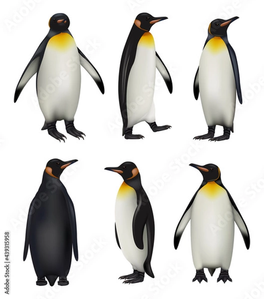 Fototapeta Penguins. Antarctica wildlife king penguins in realistic style cold environment decent vector illustrations
