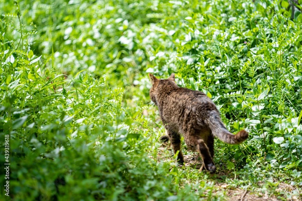 Obraz 自然の中をおさんぽする猫