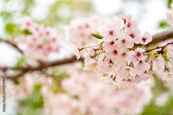 Obraz 桜　ソメイヨシノ