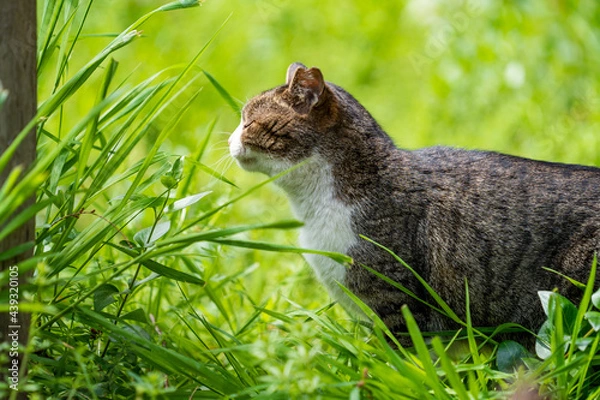 Obraz 草を食べる八割れ猫