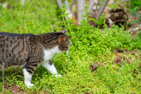 Obraz 自然の中を歩く猫