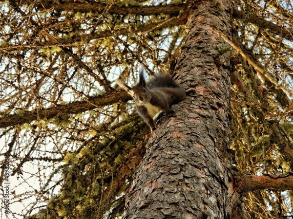 Obraz Cute squirrel hidden behind branches