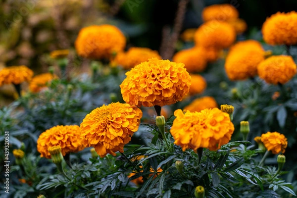 Fototapeta マリーゴールド　オレンジ色