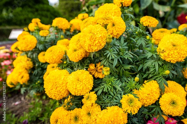 Obraz マリーゴールド　黄色