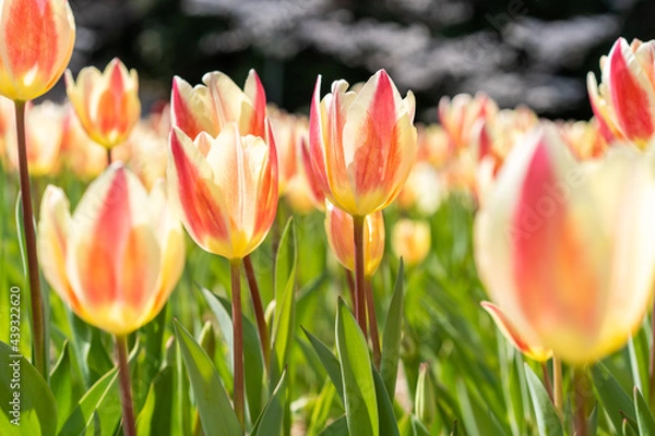 Obraz 絵画みたいなチューリップ