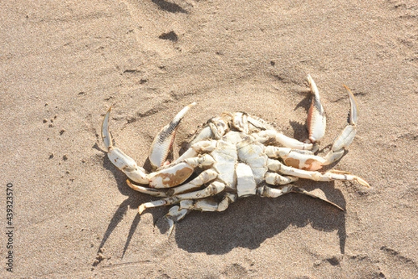Fototapeta Crab shell on the beach sand