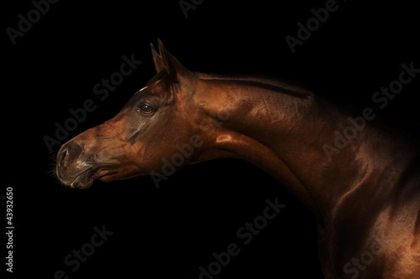 Obraz Arabian Horse 