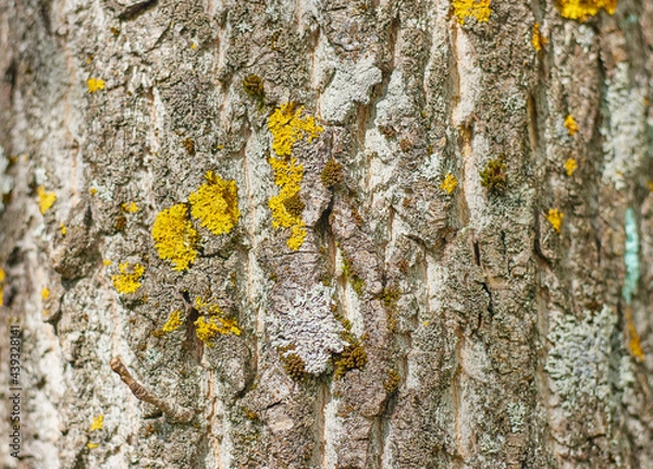 Obraz bark of a tree