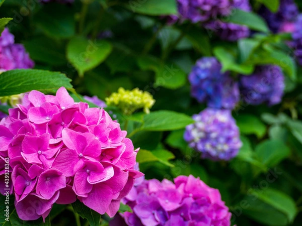 Fototapeta ピンクと紫の紫陽花