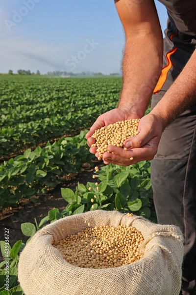 Fototapeta Soybean grain in a hands of successful farmer, in a background green soybean field, agricultural concept. Close up of hands full of soybean grain in jute sack