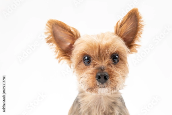 Obraz ヨークシャテリアのポートレート。白背景
