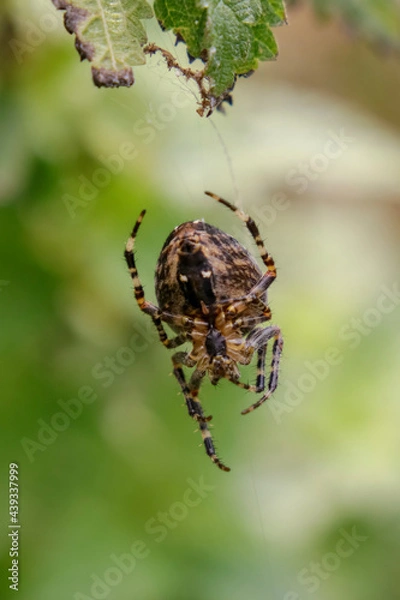 Fototapeta spider on the web